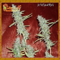 Dr Krippling Seeds Krippleberry Auto Feminized