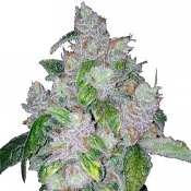 Night Nurse - Feminized - Bulk Seeds Premium