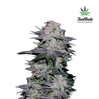 Blackberry – Feminized – Fast Buds