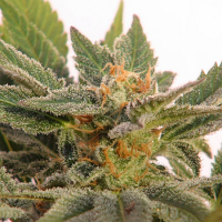 Kannabia Seeds Kritic Auto Feminized