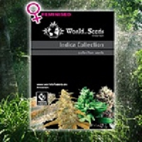 World of Seeds Landrace Indica Collection Feminized