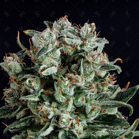 Genofarm Seeds Big Shark Feminized