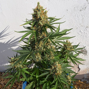 Lemon Haze Auto – Feminized – Expert Seeds