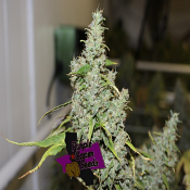 Purple Caper- Luxor's Durban - Feminized - THCV Luxor Range