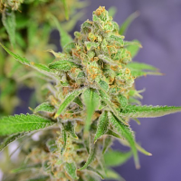 House of the Great Gardener Seeds Orange Barb Feminized