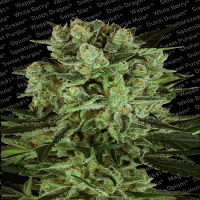 Paradise Seeds Durga Mata II CBD Feminised