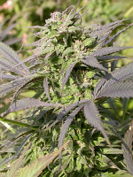 Serious Seeds Biddy Early Feminised