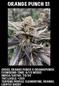 Orange Punch S1 - Feminized - Black Farm Genetix