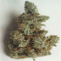 KC Brains Seeds KC33 Feminized