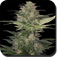 Buddha Seeds Red Dwarf Auto Feminized