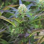 Royal Purple Kush Auto - Regular - Emerald Triangle Seeds