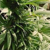 Nirvana Seeds Indoor Mix Feminised