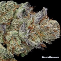 Rare Dankness Seeds 501st OG Regular