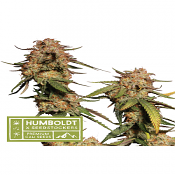 Superior Blue Moby - Feminized - Seedstockers