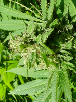 Green Label Seeds White Fruit Feminized