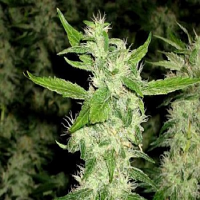 Nirvana Auto Jock Horror Feminized