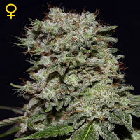 Green House Seeds Kalashnikova Feminized