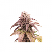 Strawberry Cookies - Feminized - Super Sativa Seed Club