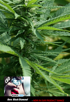 Kera Seeds CBD Black Diamond Feminized