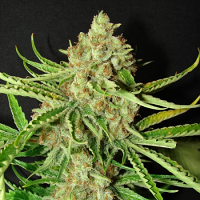 Resin Seeds L.A. Ultra Feminized