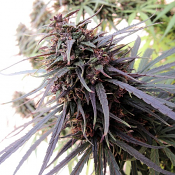 Purple Haze x Malawi - Regular - Ace Seeds