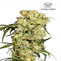 Dutch Passion Seeds Freddy's Best Feminized