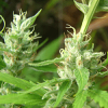 Sagarmatha Seeds Lowboldt Feminized