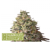 Superior Mack and Crack Auto - Feminized - Seedstockers