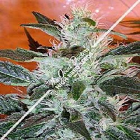 The Joint Doctor Seeds Lowryder #2 Auto Feminized