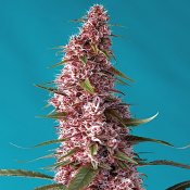 Red Pure Auto CBD - Feminized - Sweet Seeds