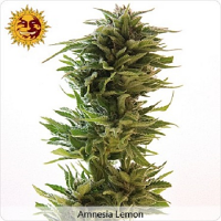 Barneys Farm Seeds Amnesia Lemon Feminized