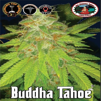 Big Buddha Seeds Buddha Tahoe Feminized