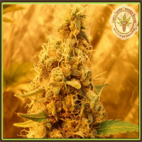 Dr Krippling Seeds Jack Mist Tree Feminized