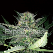 Critical Lights – Feminized – Expert Seeds