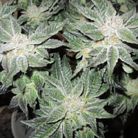 Connoisseur Genetics Seeds OG Kush Cookies Feminized