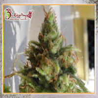 Dr Krippling Seeds Ganj-nam Style Feminized