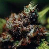 KC Brains Seeds Brazil x KC Feminized