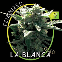 Vision Seeds La Blanca Gold Feminized