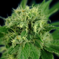 House of the Great Gardener Seeds Jack Herer Feminized