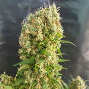 Chemdog Gorilla – Feminized – Expert Seeds