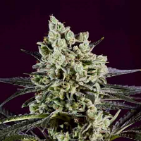 SuperCBDx Seeds OG Kush x SCBDx Feminized