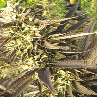 Medicann Trainwreck Regular