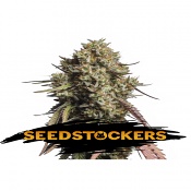 Gorilla Cookies Auto - Feminized - Seed Stockers