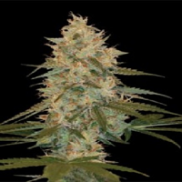 Chocolope Kush – Feminized – DNA Genetics