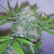 Honey Trap - Feminized - Sensible Seeds Premium Selection