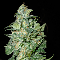 Cream of the Crop Seeds Crop Circle Auto Feminized