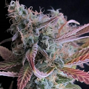 Raspberry Cough - Feminized - Nirvana Seeds