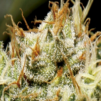 CBD Seeds Yumbolt Feminised