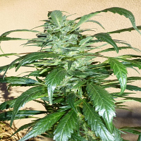 Flash Seeds Mi6 Super Auto Feminized