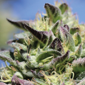 Vanilla Frosting - Feminized - Humboldt Seed Company